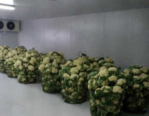 花菜保鮮氣調冷庫