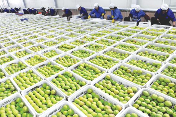 農(nóng)產(chǎn)品冷庫(kù)建造設(shè)計(jì)方案及造價(jià)